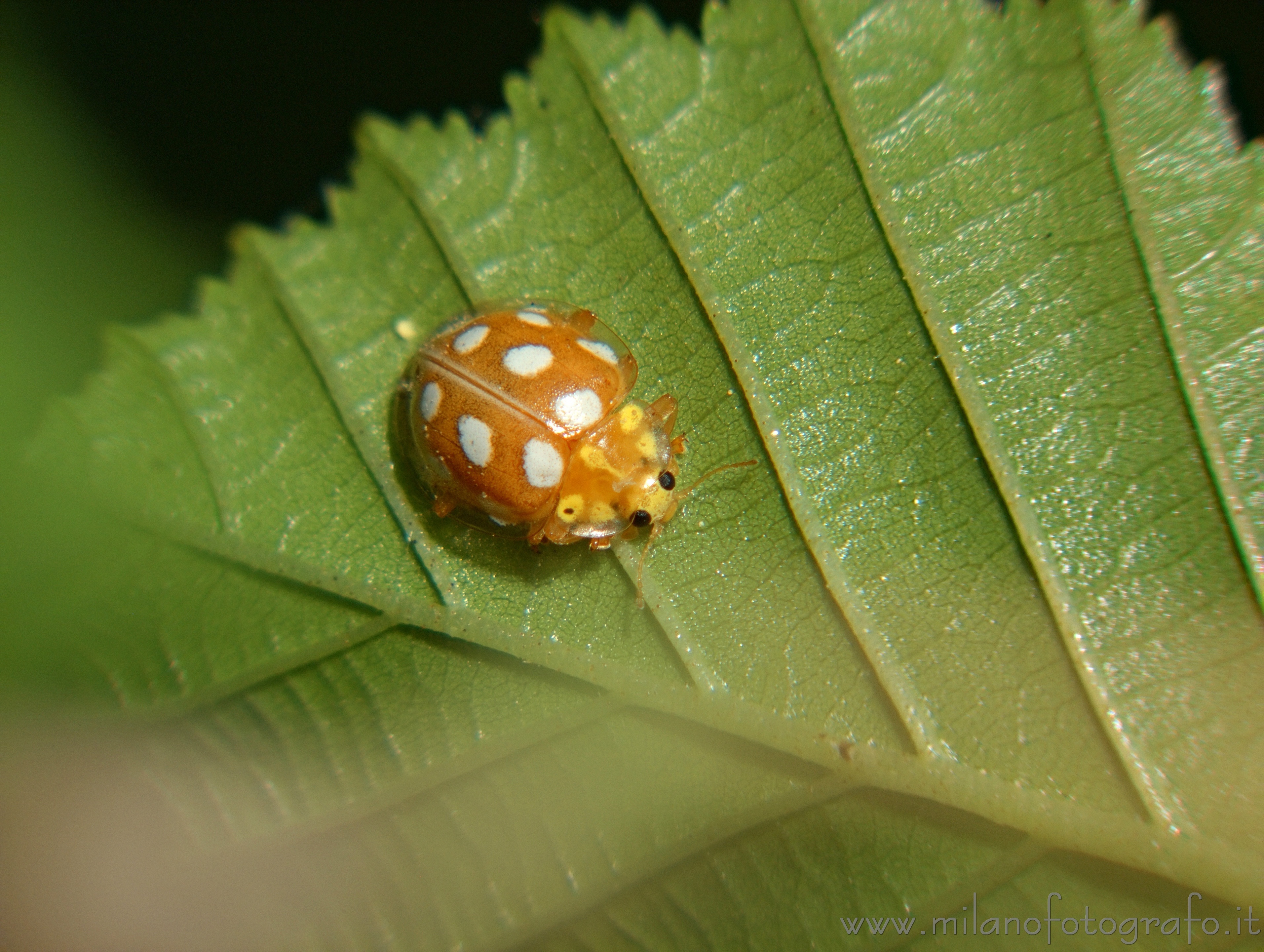 Cadrezzate (Varese) - Coccinellide Halyzia sedecimguttata